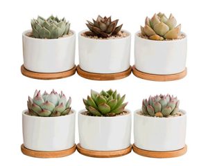 Ceramic Flower Pots | Best Ceramic Pots for Indoor Plants